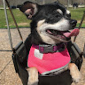 Meet your Posher, Cassie